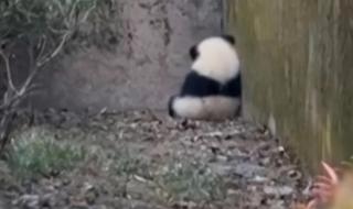 七仔被熊猫国际组织认养是什么情况 棕色大熊猫被认养